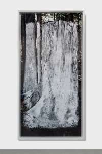 Andrew Dadson, White Tree, 2017
