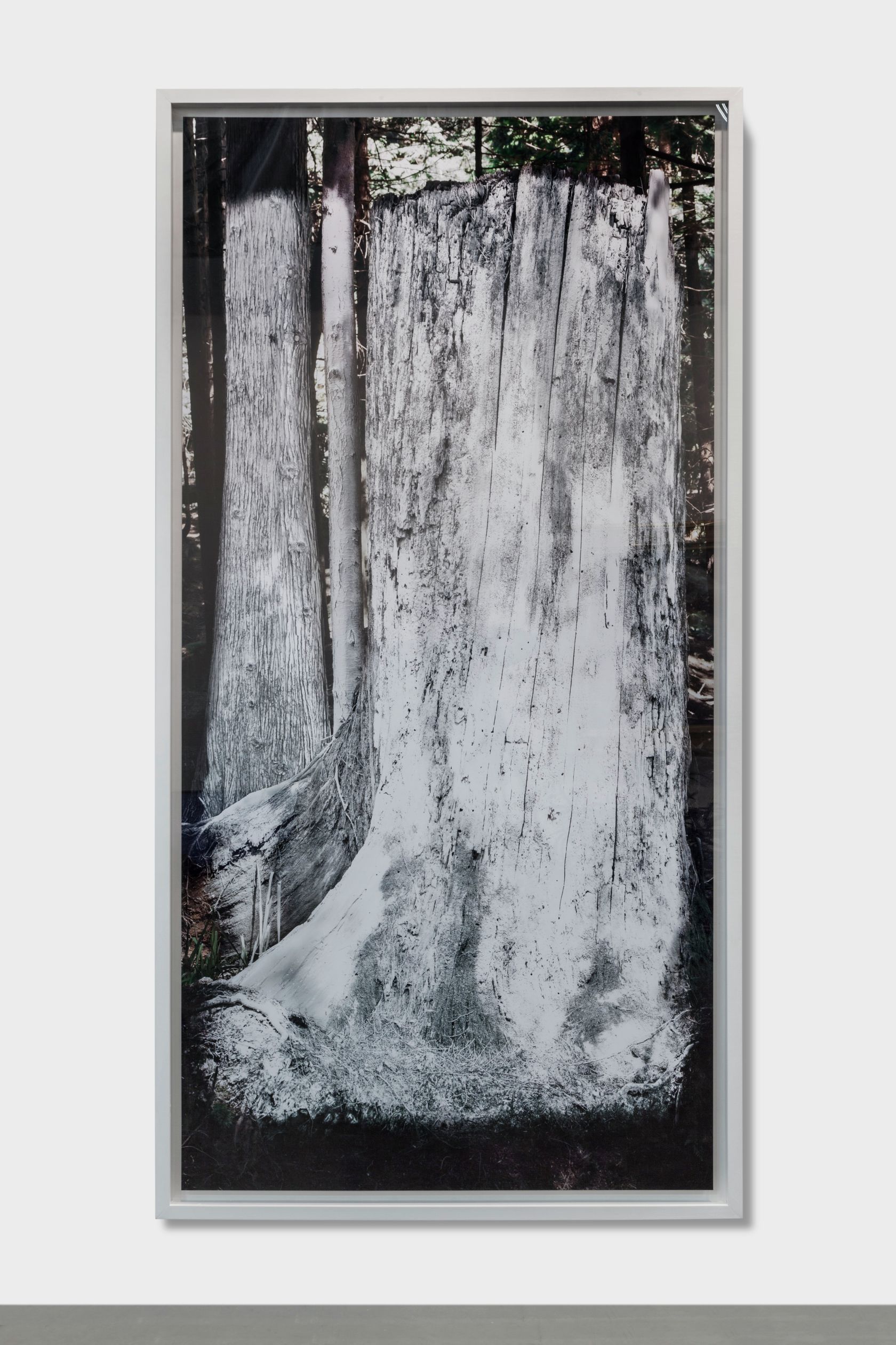 Andrew Dadson, White Tree, 2017