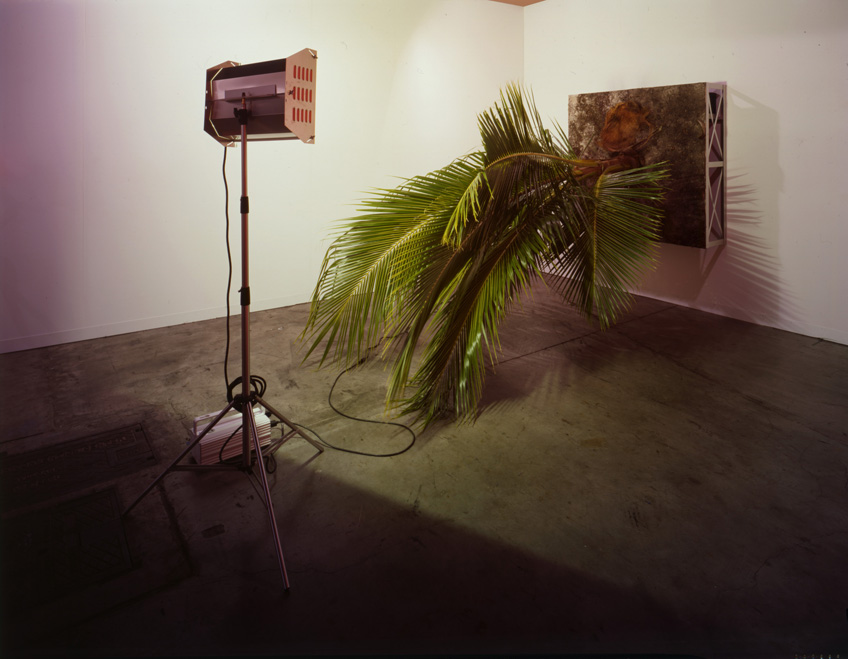Henrik Håkansson, Untitled (Cocos nucifera), 2006