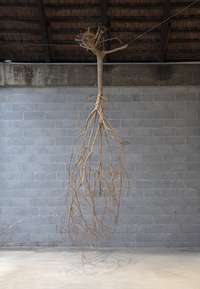 Henrik Håkansson, A Tree Suspended (reversed)/ (Liquidambar orientalis) , 2018