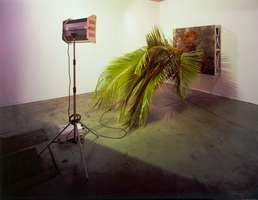 Henrik Håkansson, Untitled (Cocos nucifera), 2006