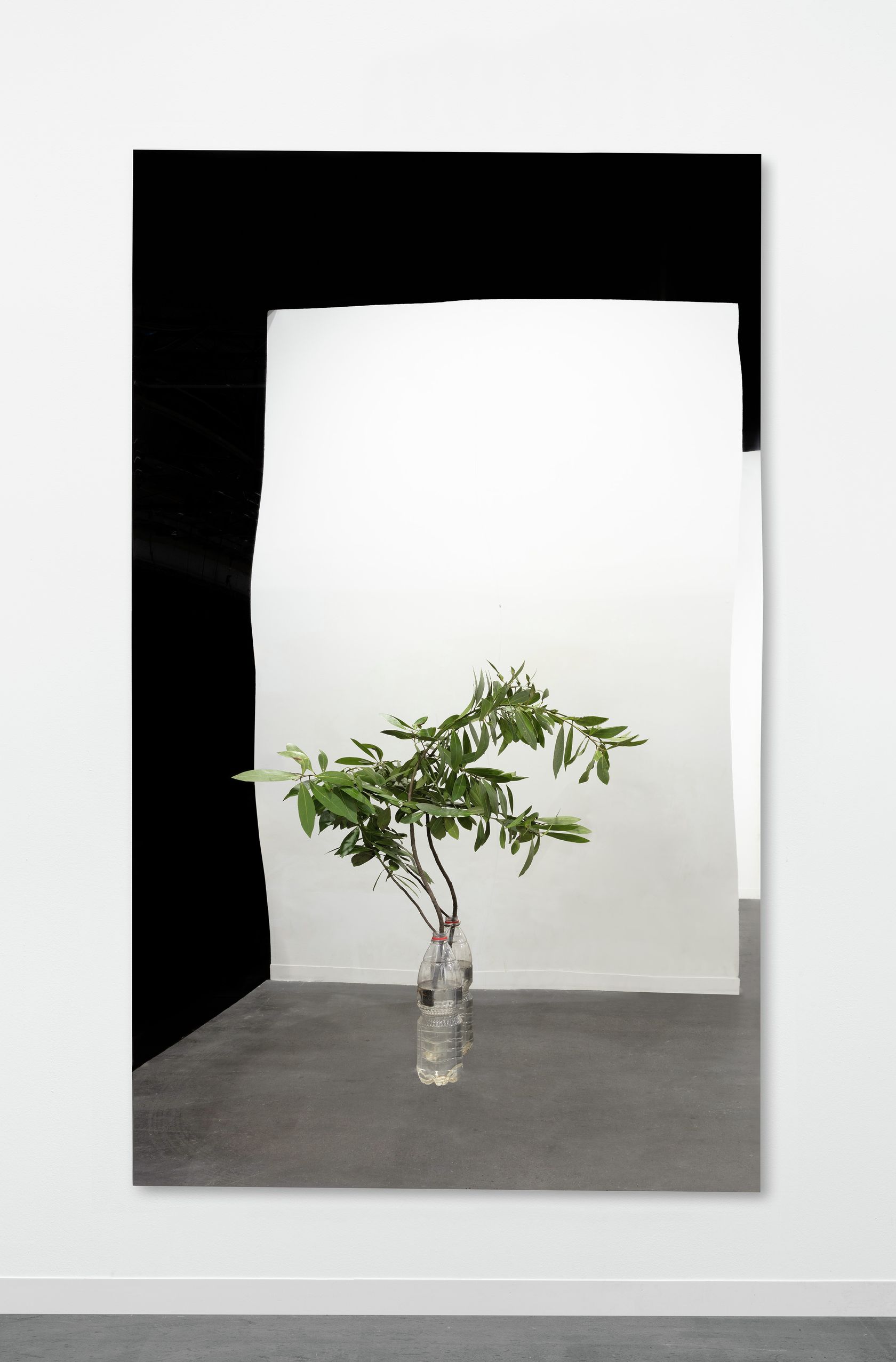 Henrik Håkansson, A Painting of a Tree (Laurum nobilis), 2021