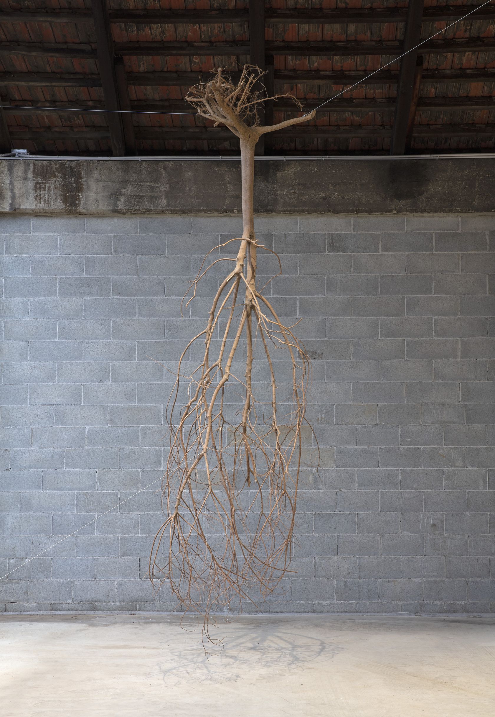 Henrik Håkansson, A Tree Suspended (reversed)/ (Liquidambar orientalis) , 2018
