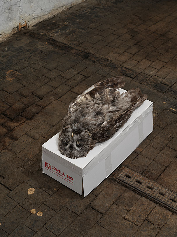 Jason Dodge, Topaz inside of an owl, None