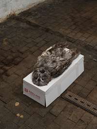 Jason Dodge, Topaz inside of an owl, None