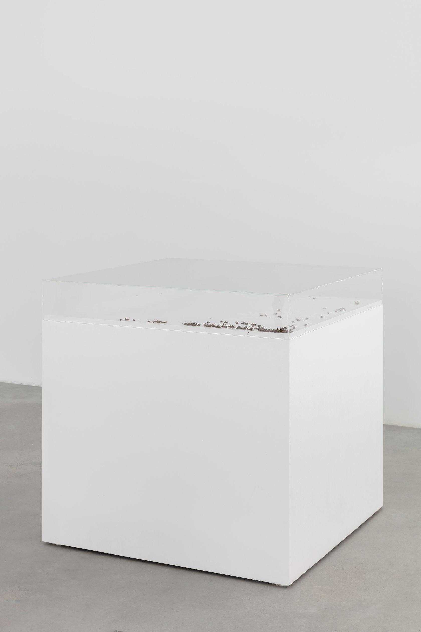 Jason Dodge, Not titled yet, 2023