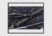 Lothar Baumgarten, Äskulap [Culture - Nature series], 1971