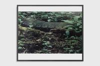 Lothar Baumgarten, Antizipierte Gürteltiere (Anticipated Armadillos) [Culture - Nature series], 1969