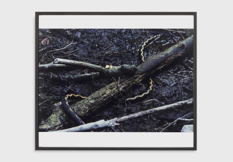 Lothar Baumgarten, Äskulap [Culture - Nature series], 1971