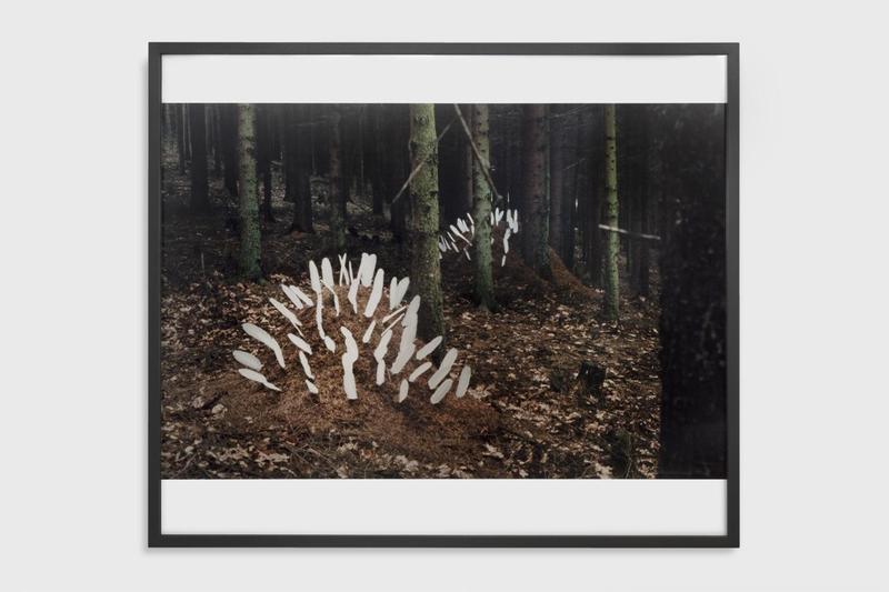 Lothar Baumgarten, Ameisenstaat (Ant Society) [Culture - Nature series], 1968