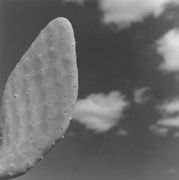 Robert Mapplethorpe, Cactus, 1987
