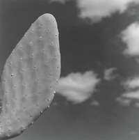 Robert Mapplethorpe, Cactus, 1987