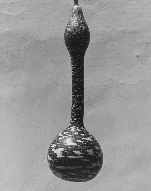 Robert Mapplethorpe, Gourd, 1983