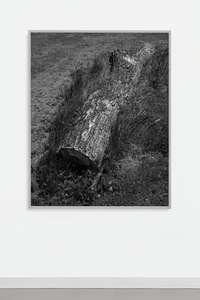 Sam Falls, Limb, 2016