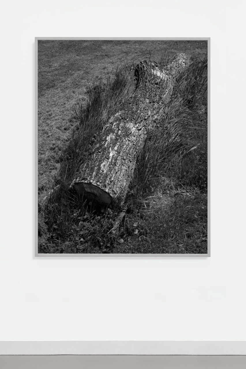 Sam Falls, Limb, 2016