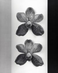 Robert Mapplethorpe, Orchid, 1985