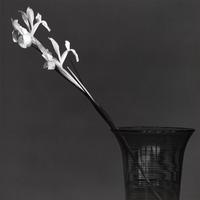 Robert Mapplethorpe, Iris, 1982