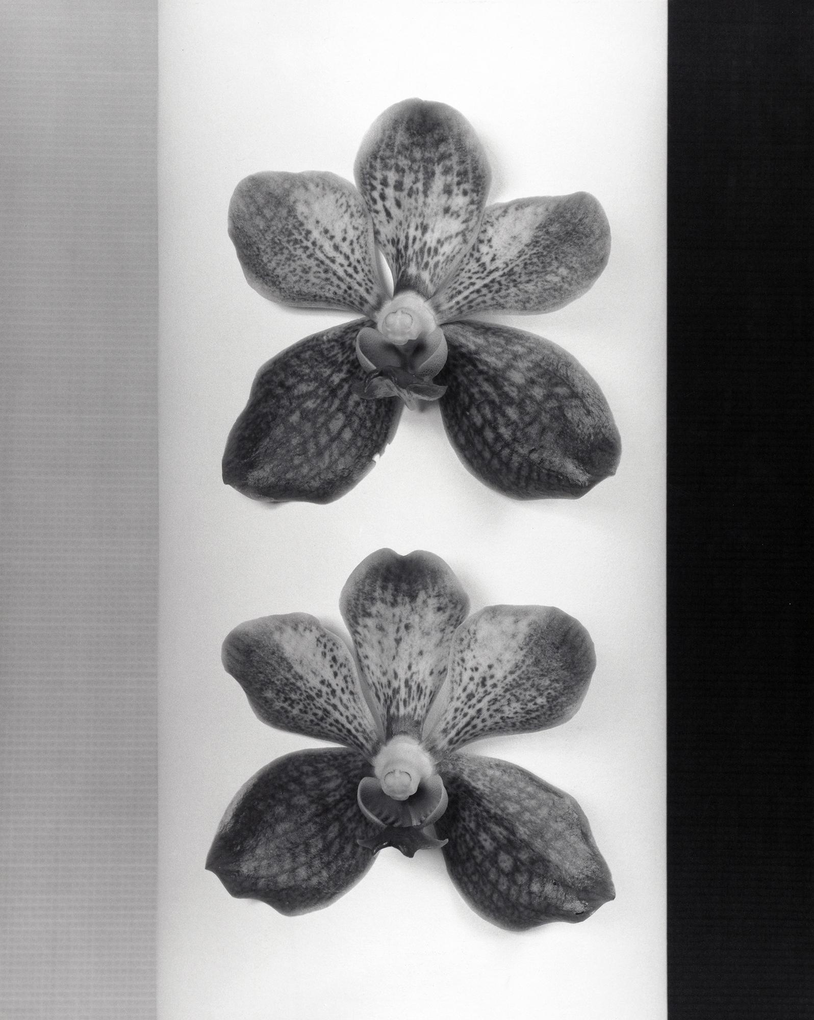 Robert Mapplethorpe, Orchid, 1985