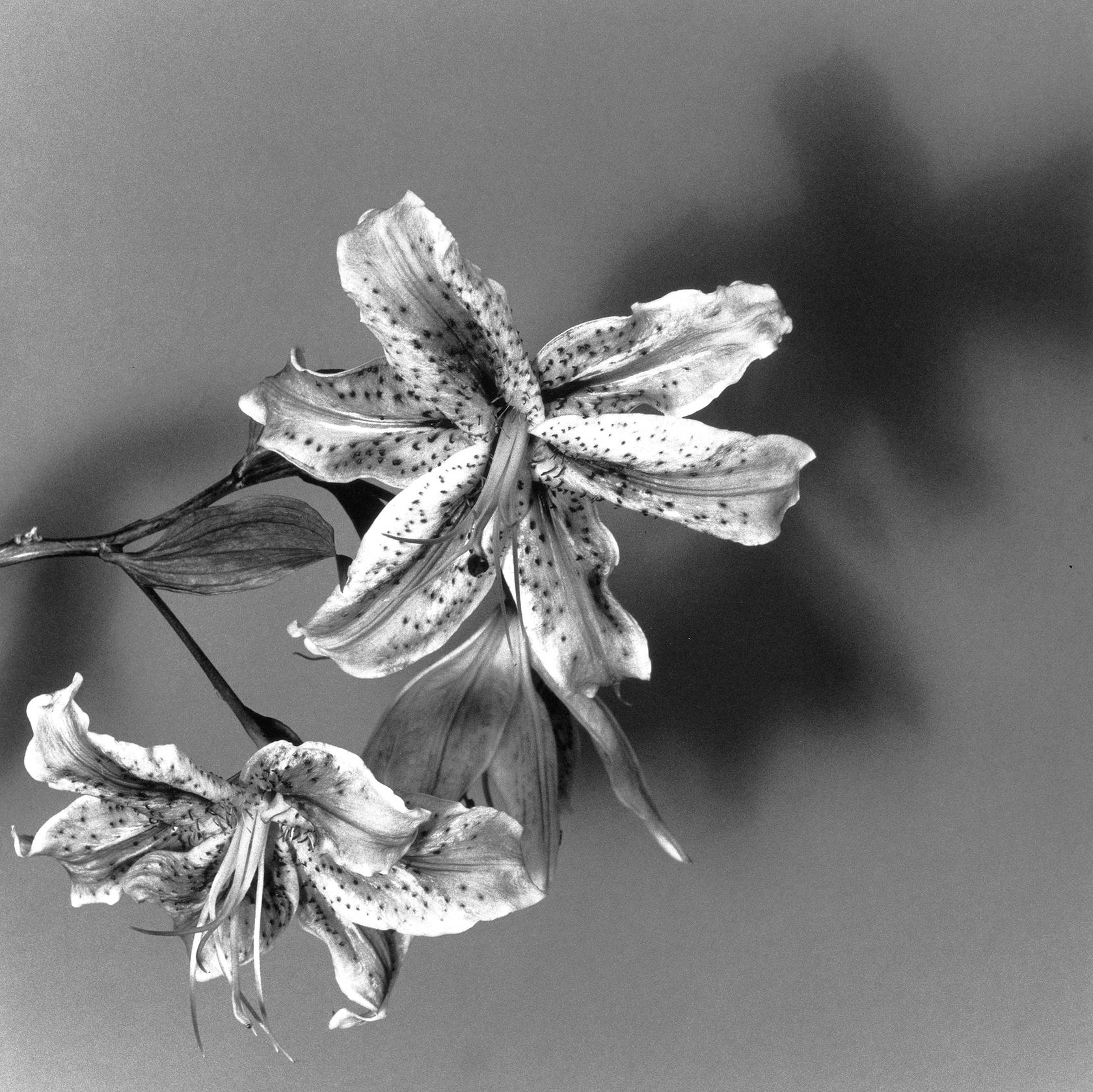 Robert Mapplethorpe, Lily, 1979