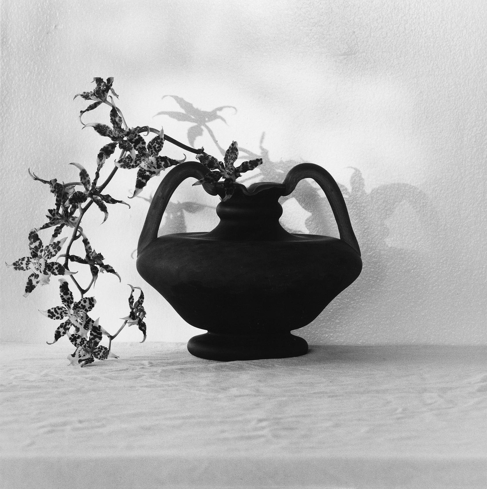 Robert Mapplethorpe, Orchid, 1980
