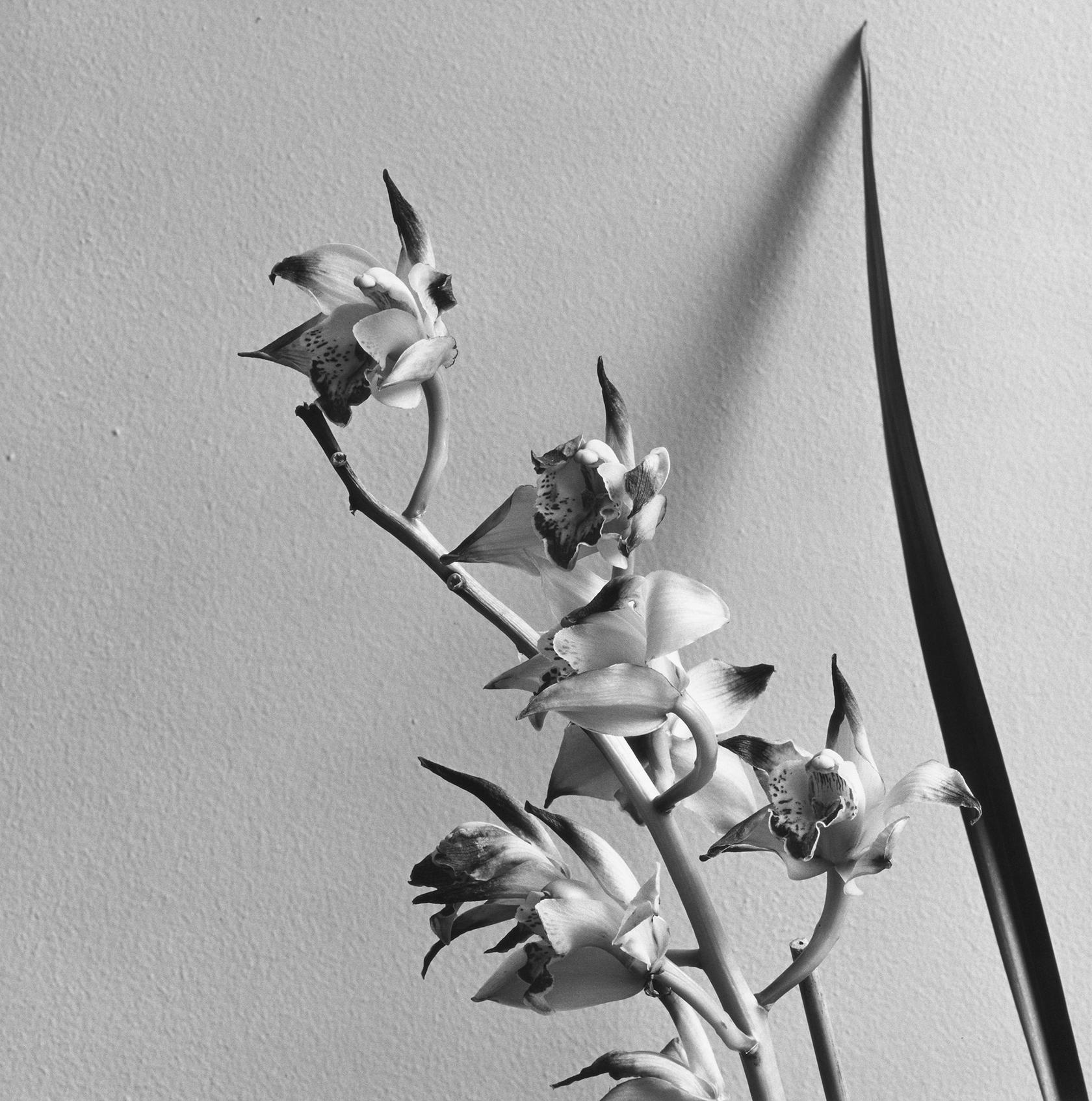 Robert Mapplethorpe, Orchid, 1982
