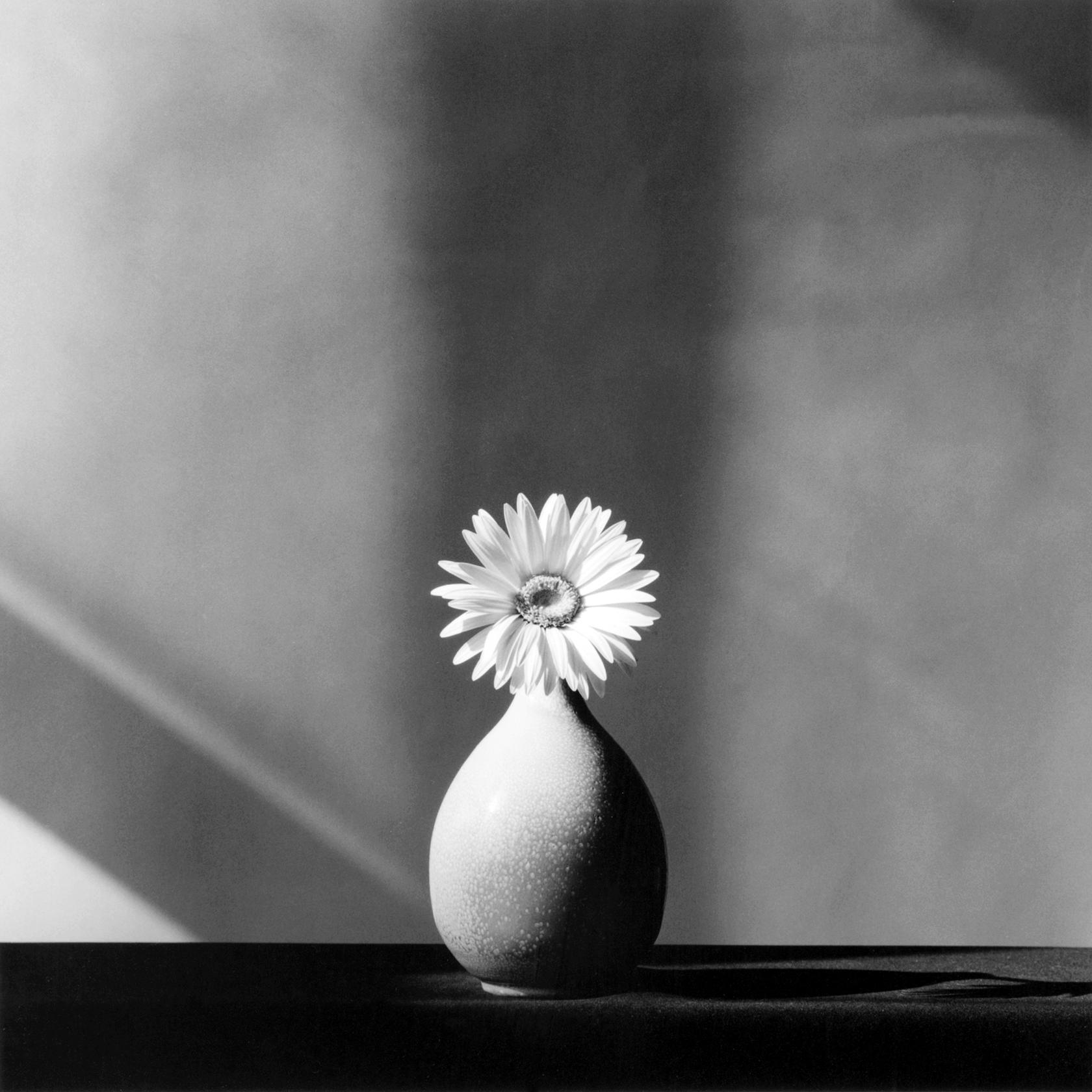 Robert Mapplethorpe, African Daisy, 1982