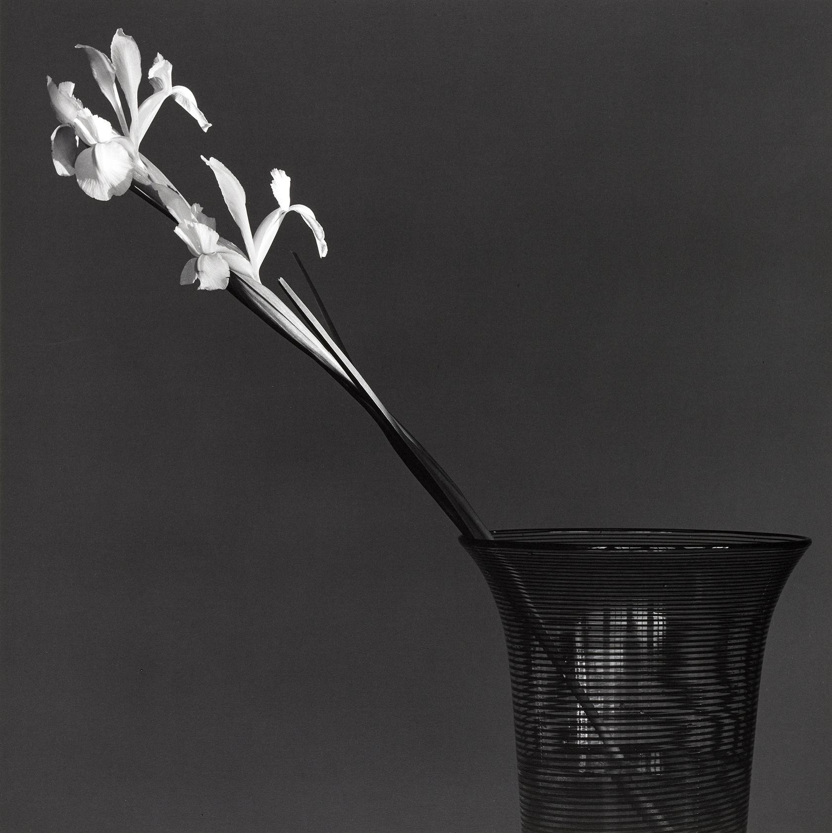 Robert Mapplethorpe, Iris, 1982